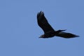 Raven cries and flies in blue sky Royalty Free Stock Photo