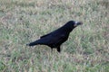 Raven crow