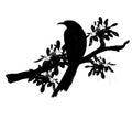 Raven or crow abstract Black and white Silhouette with birds sitting on tree Royalty Free Stock Photo