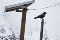 Raven crow bird sitting pole, snowing Nepal mountains.