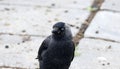 Raven crow black birds in a cold day at The Netherlands, Europe.