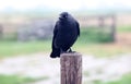 Raven crow black birds in a cold day at The Netherlands, Europe.