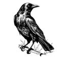 Raven crow hand drawn sketch Vector illustration Birds