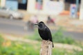 A raven crow on the pole Royalty Free Stock Photo