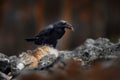 Raven with dead European hare, carcass in the rock stone forest. Black bird with head on the the forest road. Animal behaviour,