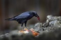 Raven with dead European hare, carcass in the rock stone forest. Black bird with head on the the forest road. Animal behaviour, Royalty Free Stock Photo