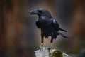 Raven with dead European hare, carcass in the rock stone forest. Black bird with head on the the forest road. Animal behaviour, Royalty Free Stock Photo