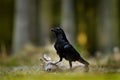 Raven with dead European Roe Deer, carcass in the forest. Black bird with head on the the forest road. Animal behavir, feeding sce Royalty Free Stock Photo