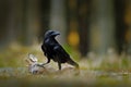 Raven with dead European Roe Deer, carcass in the forest. Black bird with head on the the forest road. Animal behavir, feeding sce Royalty Free Stock Photo