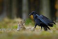 Raven with dead European Roe Deer, carcass in the forest. Black bird with head on the the forest road. Animal behavir, feeding Royalty Free Stock Photo