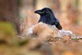 Raven with dead kill hare, sitting on the stone. Bird behavior in nature. Rocky habitat with black raven. Wildlife feeding