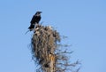 Raven on dead tree