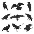 Raven drawing high quality vector illustration.Black Raven.Crow. Royalty Free Stock Photo