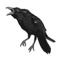 Raven drawing high quality vector illustration.Black Raven.Crow. Royalty Free Stock Photo
