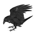 Raven drawing high quality vector illustration.Black Raven.Crow. Royalty Free Stock Photo