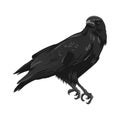 Raven drawing high quality vector illustration.Flying raven.Halloween crow design