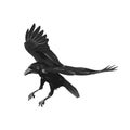 Raven drawing high quality vector illustration.Flying raven.Halloween crow design Royalty Free Stock Photo