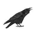 Raven drawing high quality vector illustration.Flying raven.Halloween crow design Royalty Free Stock Photo