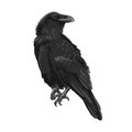 Raven drawing high quality vector illustration.Flying raven.Halloween crow design Royalty Free Stock Photo
