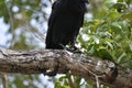 Raven eating a baby Florida cooter turtle on a branch Royalty Free Stock Photo