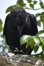 Raven eating a baby turtle on a branch Royalty Free Stock Photo