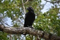 Raven eating a baby turtle on a branch Royalty Free Stock Photo