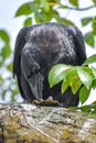 Raven eating a baby turtle on a branch Royalty Free Stock Photo