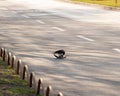 Raven eating a corpse of a roadkill bird, standing on a busy public street. Downtown Split, Croatia. Strange urban scenario, Royalty Free Stock Photo