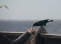 Raven Eating Out of Her Hand Royalty Free Stock Photo