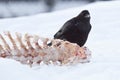 Raven feeding on carcass