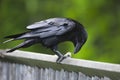 Raven on fence