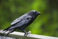 Raven on fence