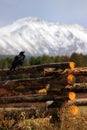 Raven on fence with mountains in background