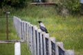 Raven on the fence. wary raven. Spring.