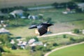 Raven flies over their possessions