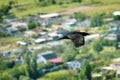 Raven flies over their possessions