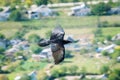 Raven flies over their possessions