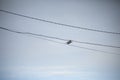 Raven flies through wires. Bird in sky. Black raven in blue sky
