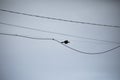 Raven flies through wires. Bird in sky. Black raven in blue sky
