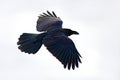 Raven flight, with catch in bill during winter, nature habitat, Japan. First snow with bird. Winter with big white black raven.