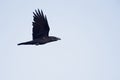 Raven in flight in front of a blue sky. Royalty Free Stock Photo