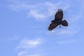 Raven In Flight, Looking Down