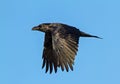 Raven in Flight Royalty Free Stock Photo