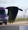 Raven in flight silhouette Royalty Free Stock Photo