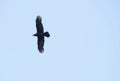 Raven Flight Silhouette Royalty Free Stock Photo