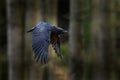 Raven in flight, Sweden. Bird in the green forest habitat. Wildlife scene from nature. Black bird raven in fly, animal behaviour.