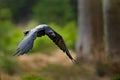 Raven in flight, Sweden. Bird in the green forest habitat. Wildlife scene from nature. Black bird raven in fly, animal behaviour. Royalty Free Stock Photo