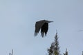 Raven in Flight Yellowknife