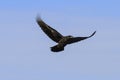 Raven flying on a background of gray sky