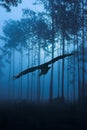 Raven flying through night forest